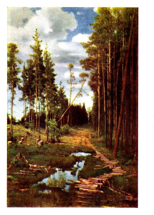 Старая открытка Просека в сосновом лесу