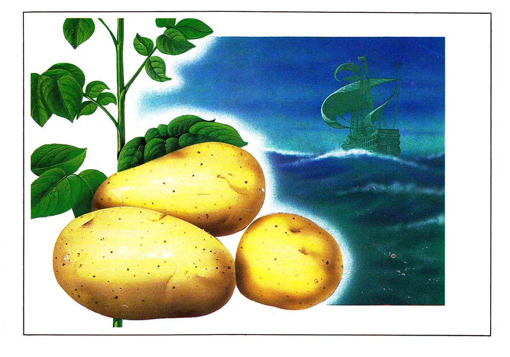 Предок картофеля. Картошка рисунок.