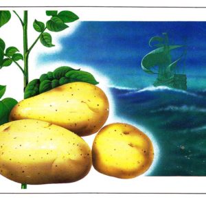 Открытка «Картофель»