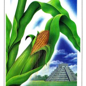 Открытка «Кукуруза»