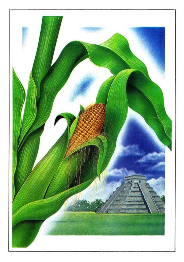 Открытка «Кукуруза»