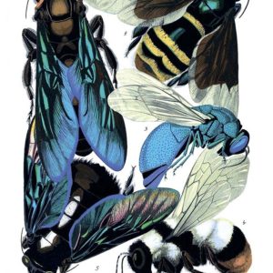 Открытка для посткроссинга «Осы, пчёлы и шмели»